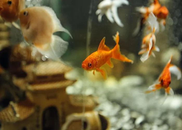 فندق Und Restaurant Golden Village